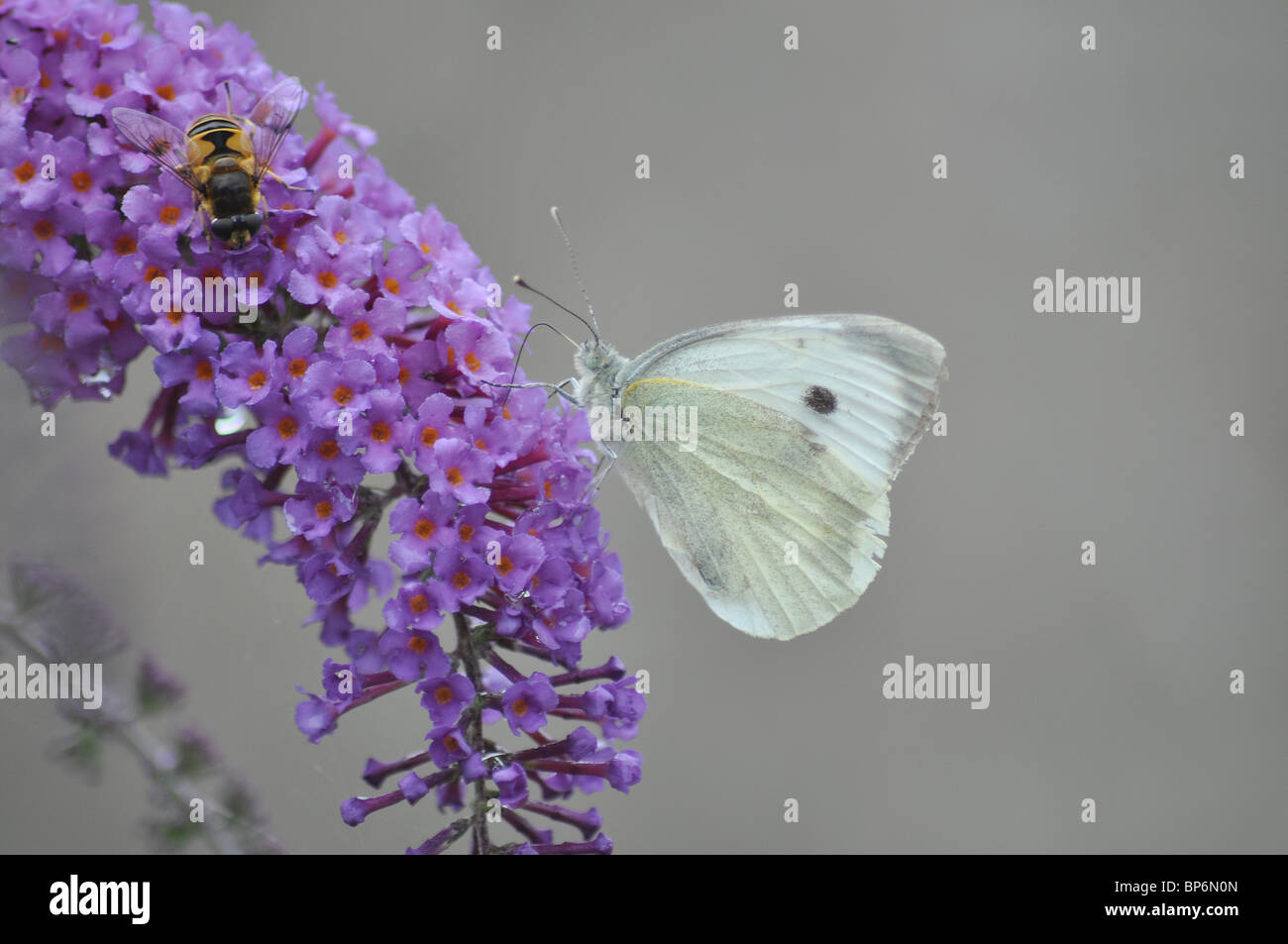 Small white butterfly and hoverfly on buddleia Stock Photo
