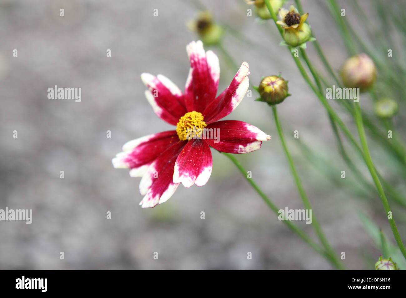 Ruby Red Petals Stock Photos Ruby Red Petals Stock Images Alamy