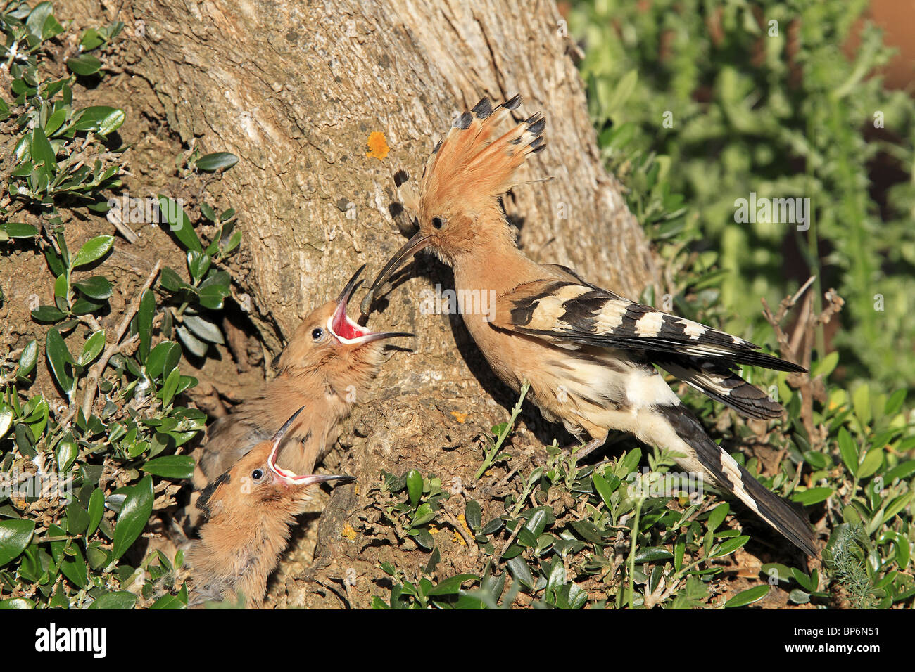 Hoopoe (Upupa epops). Adult feeding chicks at nest. Stock Photo