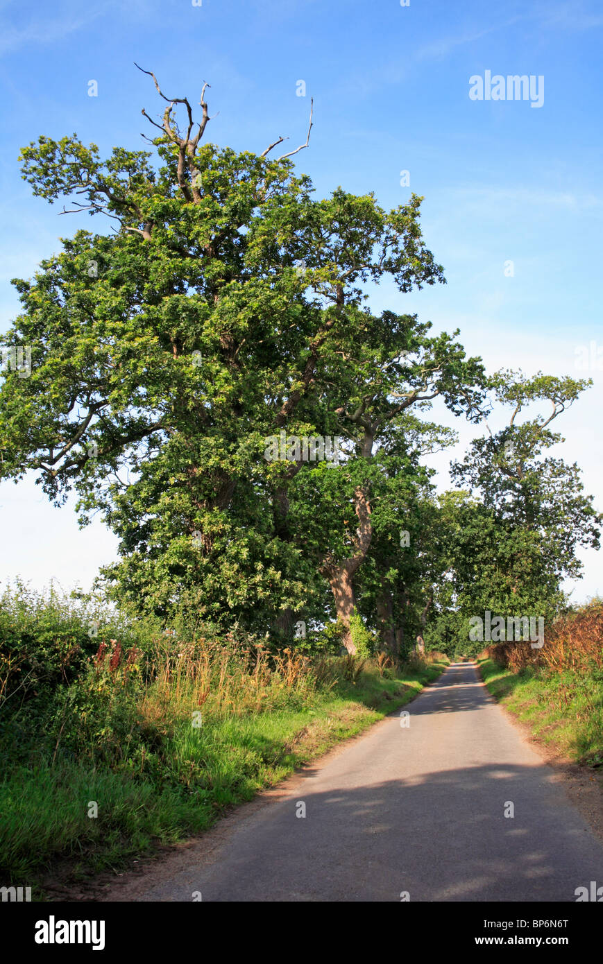 An English country road with oak trees at Crostwight, Norfolk, England, United Kingdom. Stock Photo