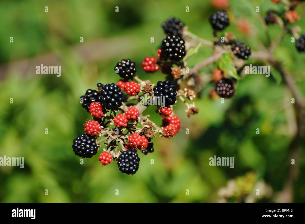 Blackberry's, Stock Photo