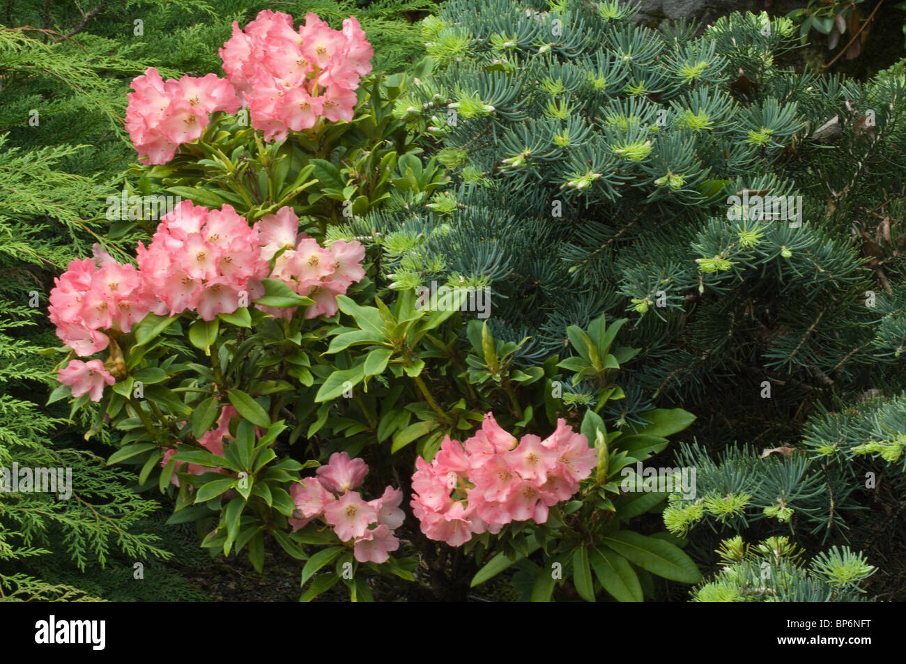 Rhododendron flowers in garden design by Bahaa Seedhom North Yorkshire England May Stock Photo