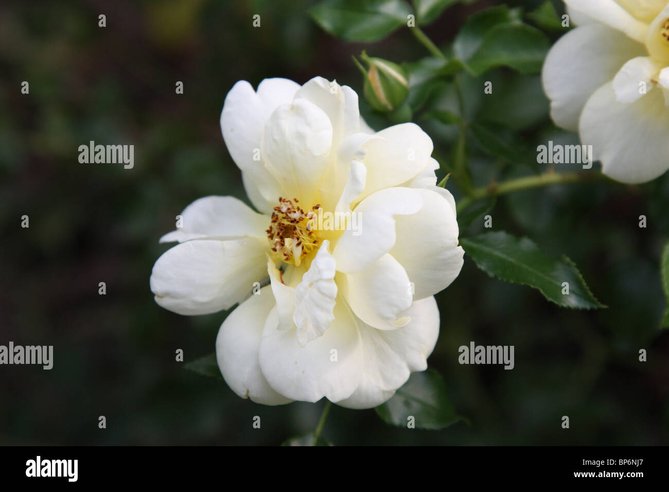 climbing rose rosa new dawn Stock Photo