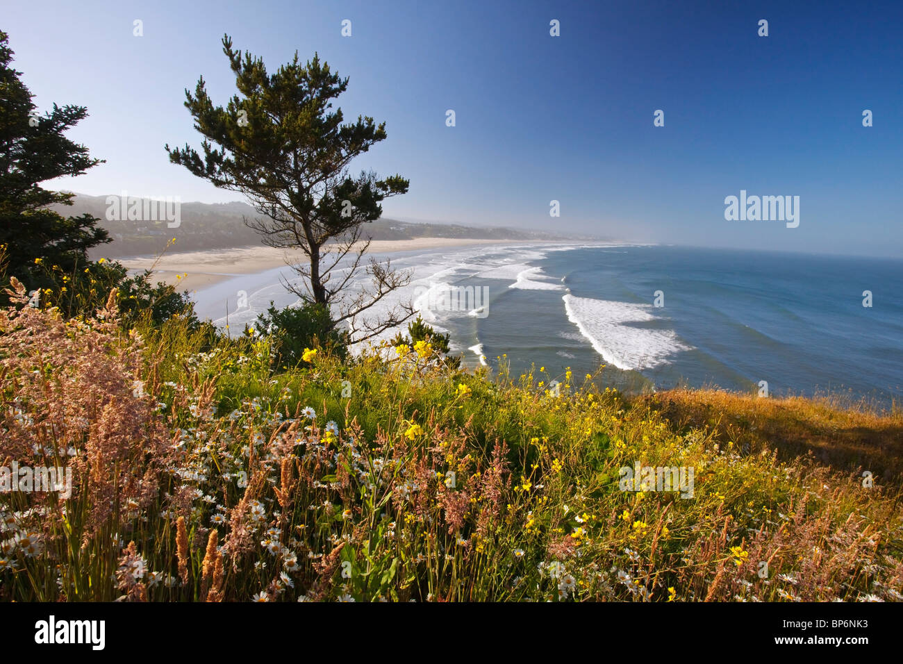 Oregon, United States Of America; Summer Flowers Along Yaquina Head On