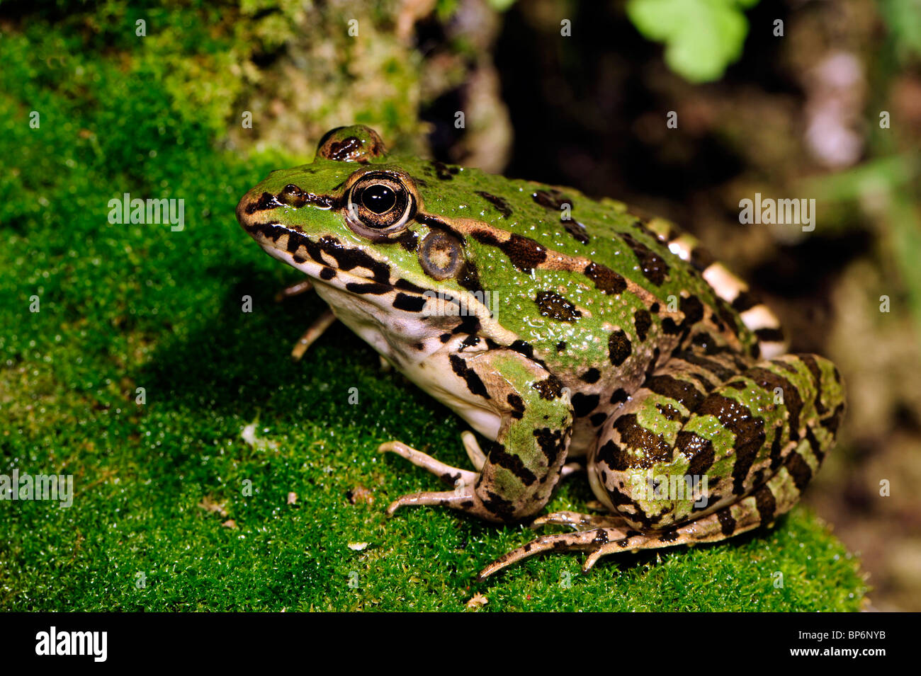 Greek march frog pelophylax kurtmuelleri hires stock photography and
