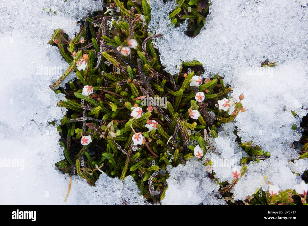 White Mountain-Heather, Cassiope mertensiana in masses, high tundra in the Jasaper National Park, Canada Stock Photo
