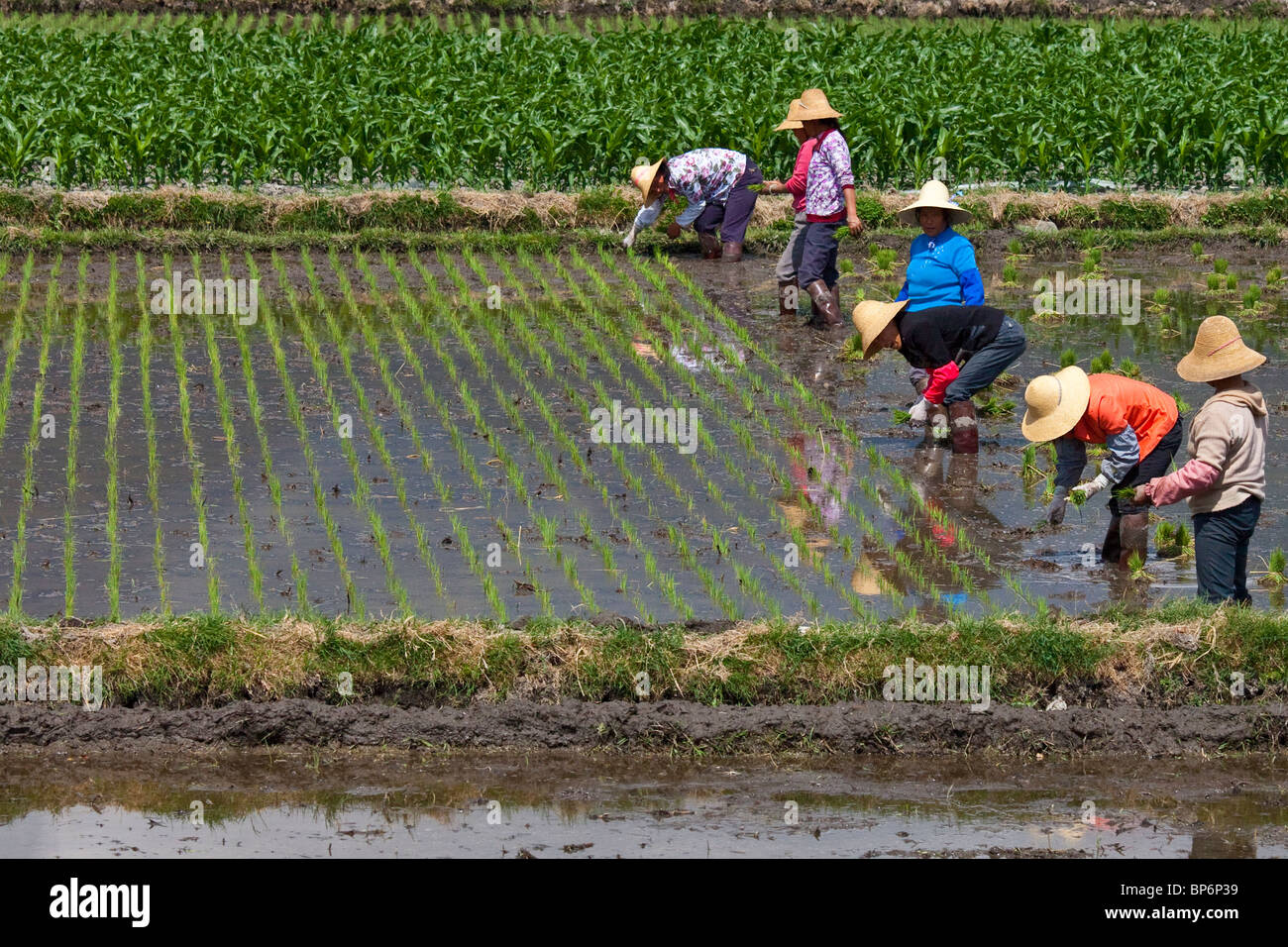 Women planting rice fields in Dali, Yunnan Province, China Stock Photo