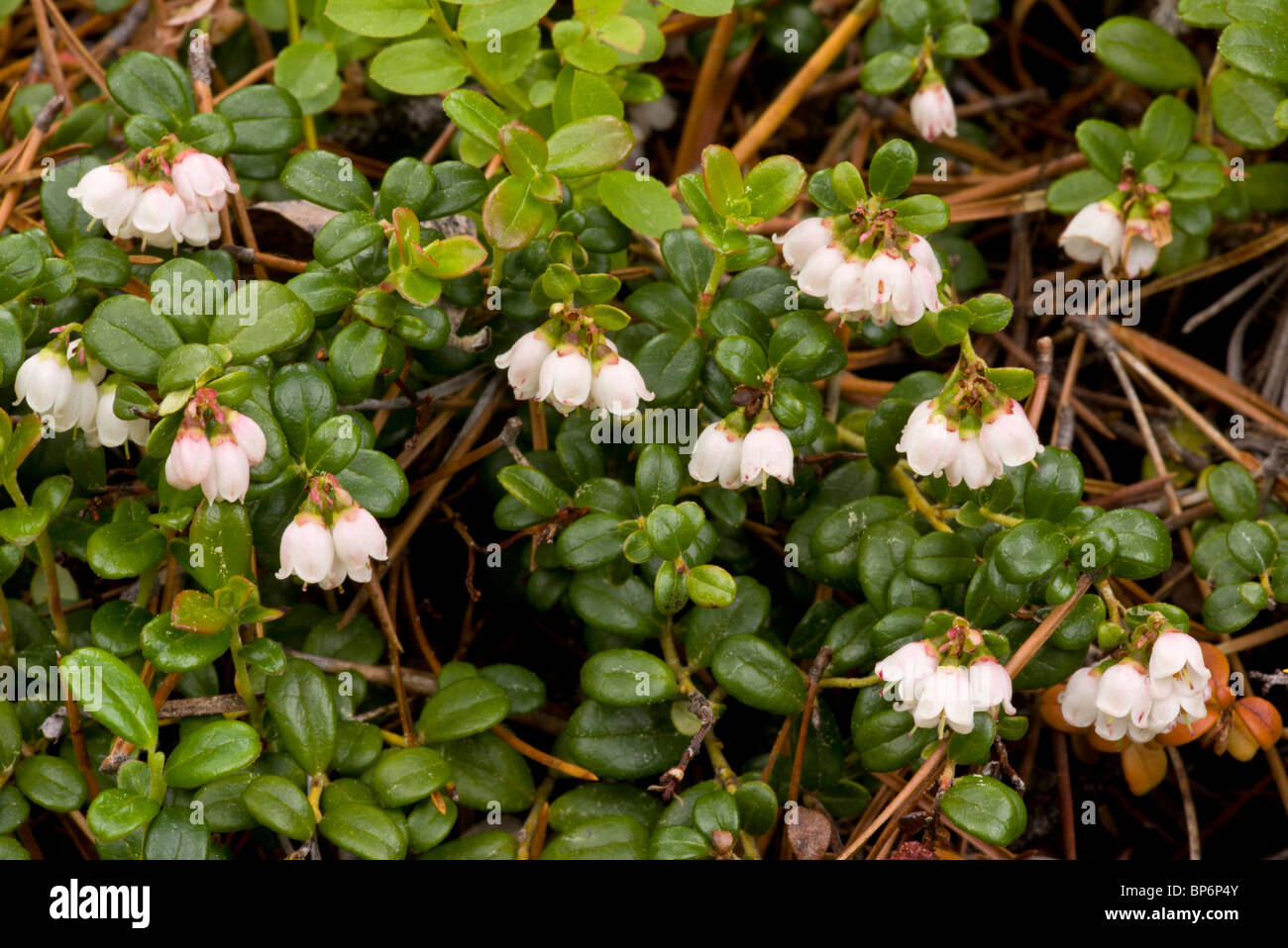 Cowberry or Lingonberry Vaccinium vitis-idaea in flower. Stock Photo