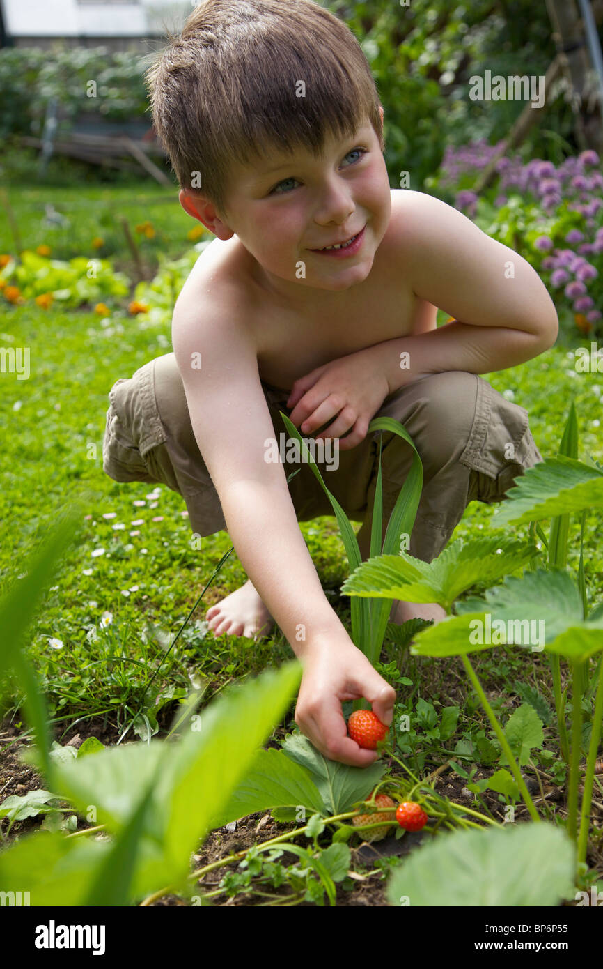 A boy picking a strawberry in a garden Stock Photo - Alamy