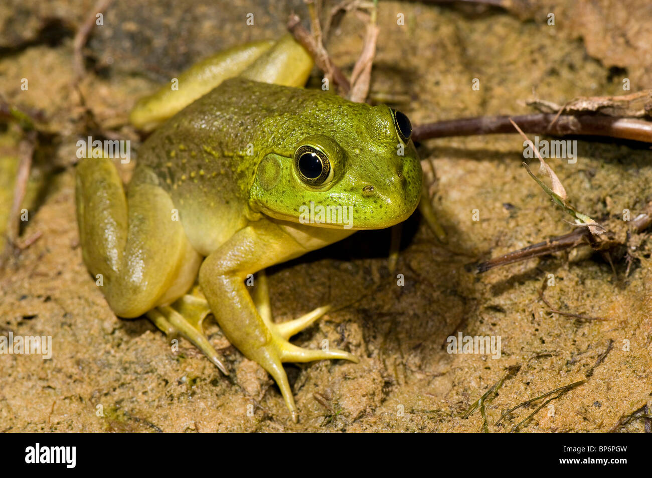 bullfrog, American bullfrog (Lithobates catesbeianus, Rana catesbeiana), adult, Greece, Creta Stock Photo