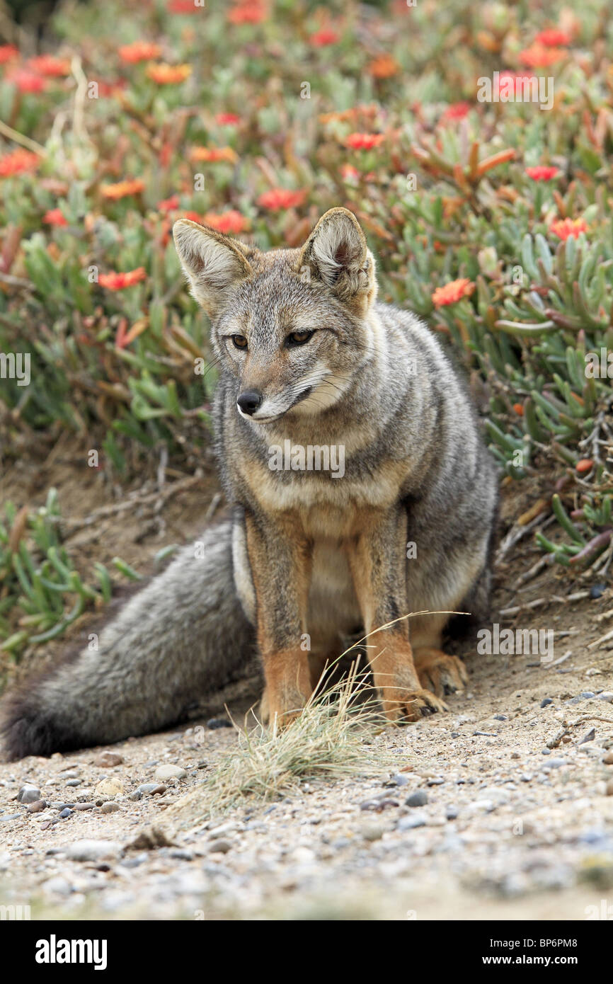 Grey Zorro, Patagonian Fox (Dusicyon griseus, Pseudalopex griseus), adult standing in front of flowers. Stock Photo