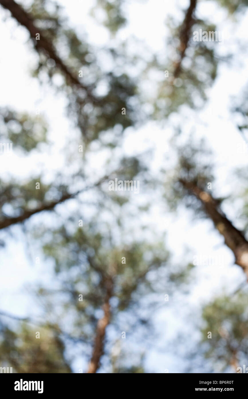 Low angle view trees hi-res stock photography and images - Alamy