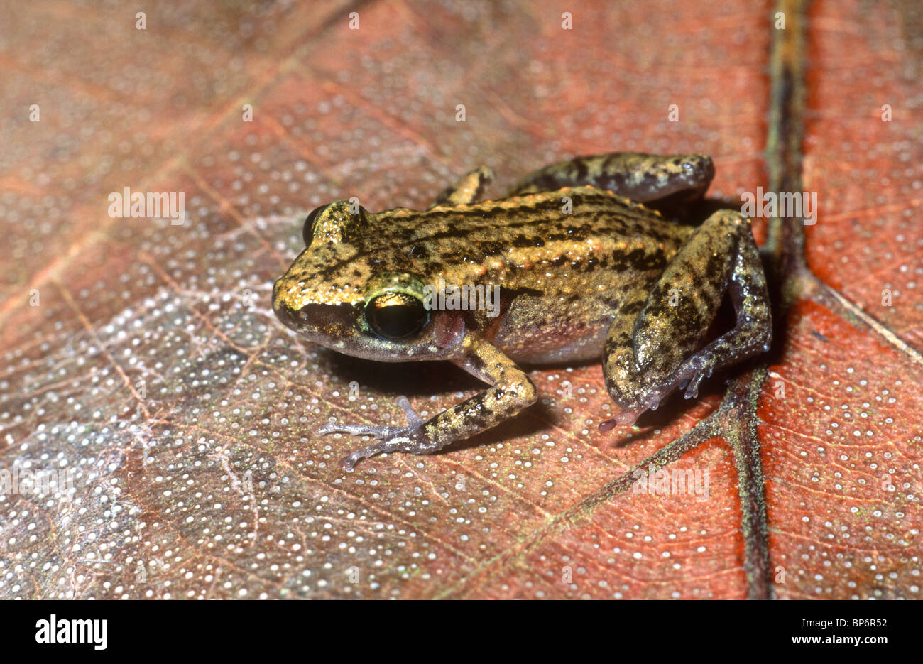 Greenhouse frog, Eleutherodactylus planirostris, Pinar del Rio, Cuba Stock Photo Alamy