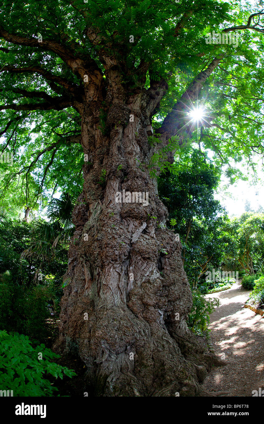 Caucasian Wing-nut tree found at the Tropical Gardens,  Abbotsbury, Dorset. England. Stock Photo