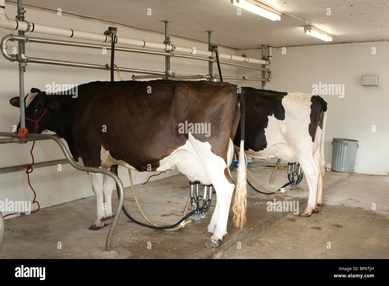 Cows connected to automatic milking machine Stock Photo