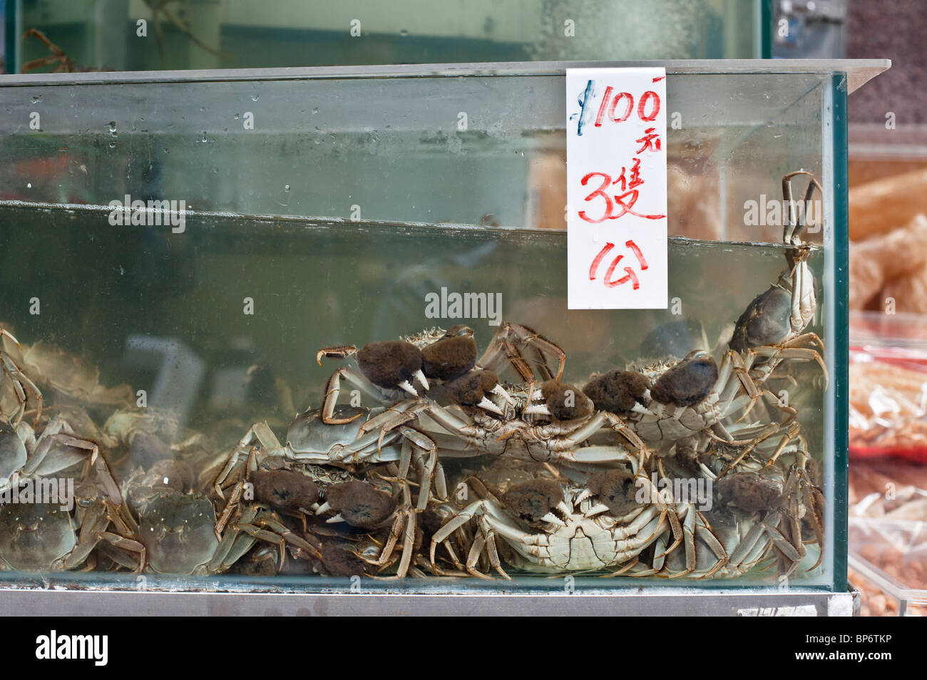 The Chinese mitten crab is a famous delicacy in Shanghai and Hong Kong cuisine and is prized for the female crab roe. Stock Photo