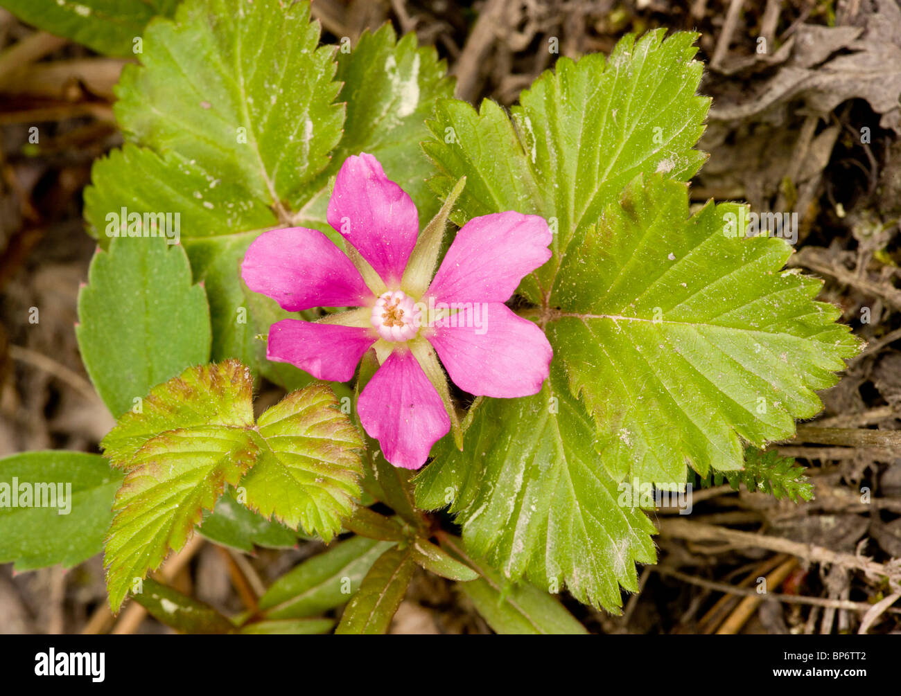 Arctic Bramble, or Dwarf Raspberry, Rubus arcticus, in flower. Canada Stock Photo