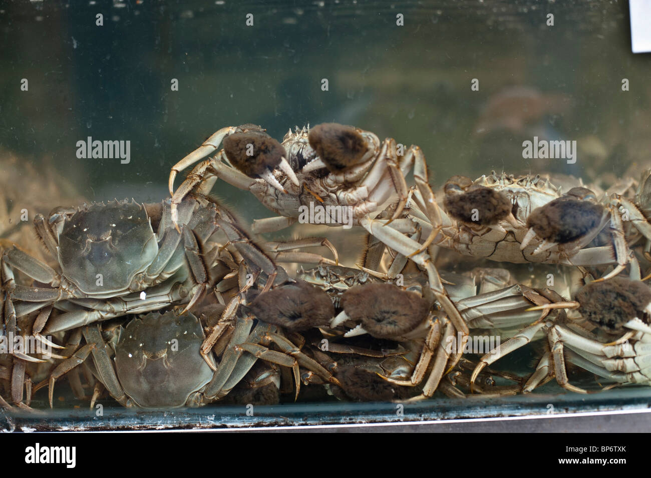 The Chinese mitten crab is a famous delicacy in Shanghai and Hong Kong cuisine and is prized for the female crab roe. Stock Photo