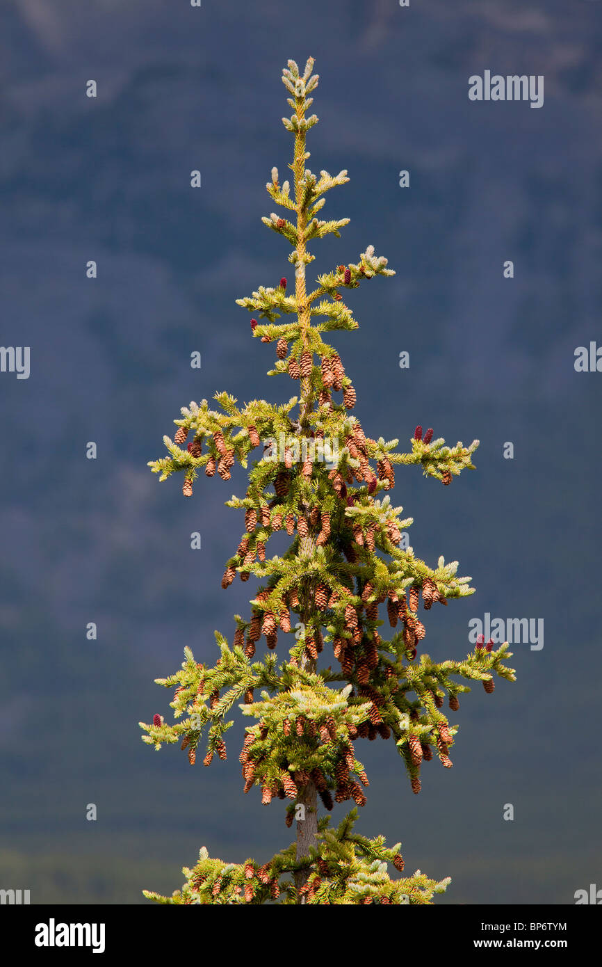 Engelmann Spruce with mature cones. Jasper National Park, Canadian Rockies. Stock Photo