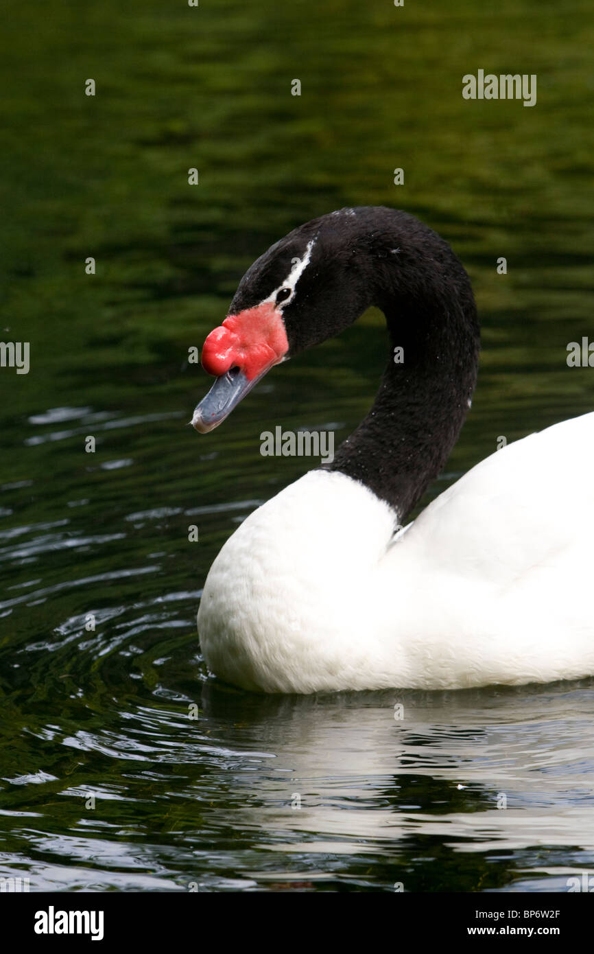 A Black Necked Swan on the lake at Trevarno Gardens, Cornwall Stock Photo