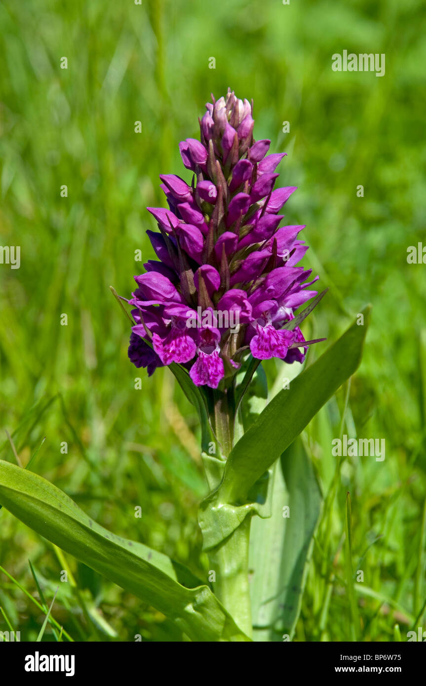 Early Marsh Orchid Dactylorhiza incarta, Isle of Lewis, Outer Hebrides, Scotland.  SCO 6329 Stock Photo