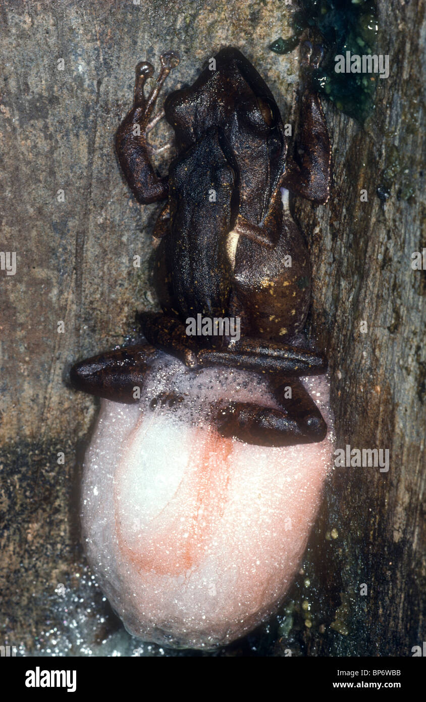 Asian tree frogs spawning, Polypedates leucomystax, Malaysia Stock Photo