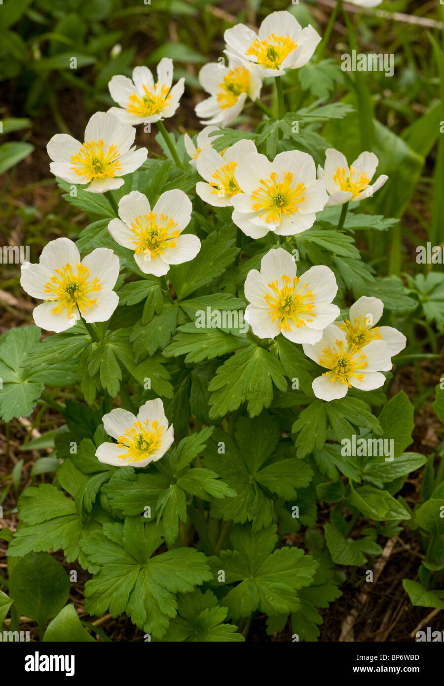 White Globeflower, Trollius laxus = Trollius albiflorus, high up in the Rockies, Canada Stock Photo