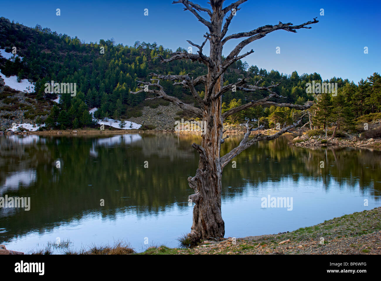 Dead Tree. Laguna de los Patos. Lagunas Glaciares de Neila Natural Park. Burgos province. Castilla y Leon. Spain. Stock Photo