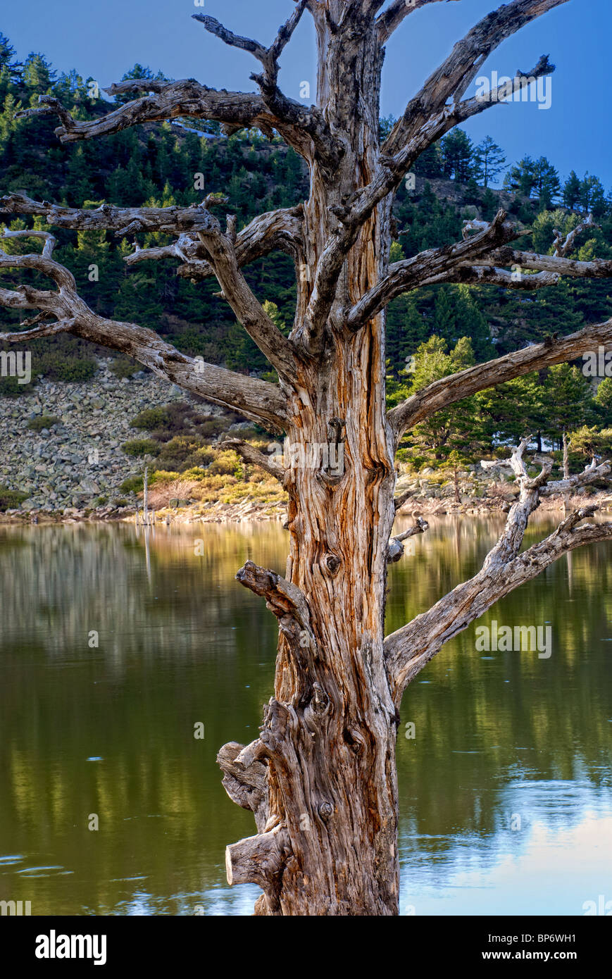 Dead Tree. Laguna de los Patos. Lagunas Glaciares de Neila Natural Park. Burgos province. Castilla y Leon. Spain. Stock Photo