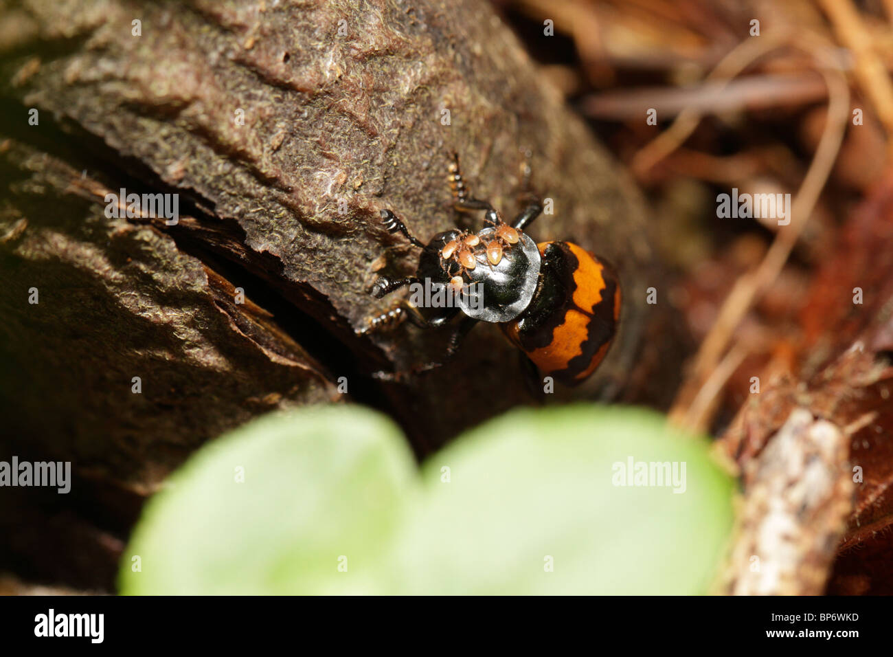 Necrophorus vespilloides, a burying beetle. This beetle carries mites that are symbiotic. Stock Photo