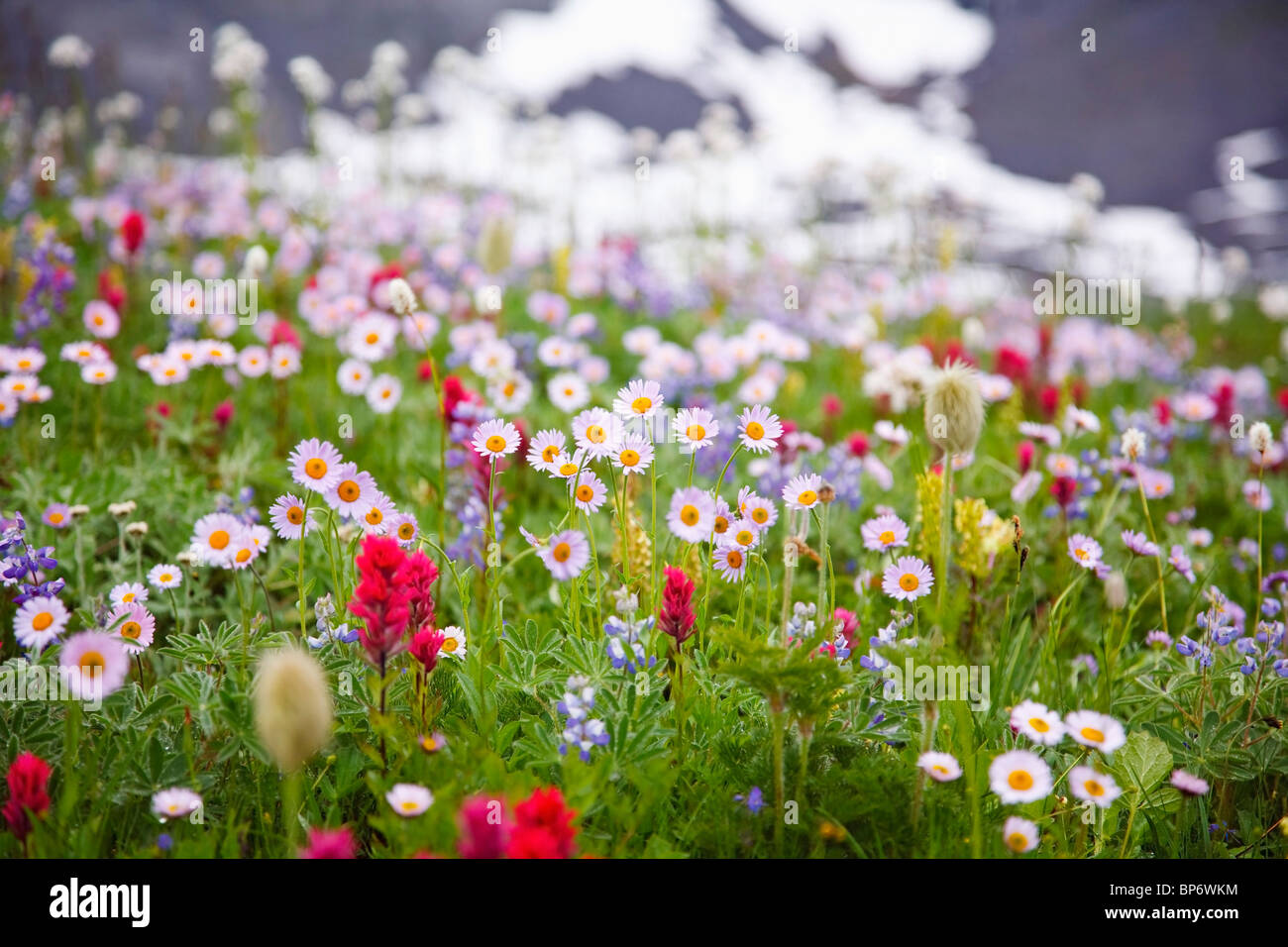 Washington, United States Of America; Wildflowers In A Meadow In Mt