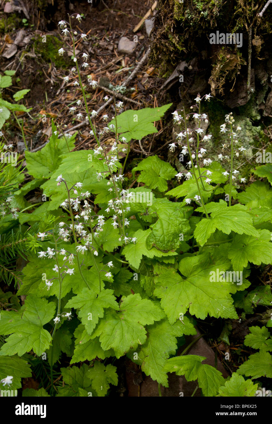 Foamflower or False Mitrewort, Tiarella trifoliata in woodland, Waterton, Canada Stock Photo