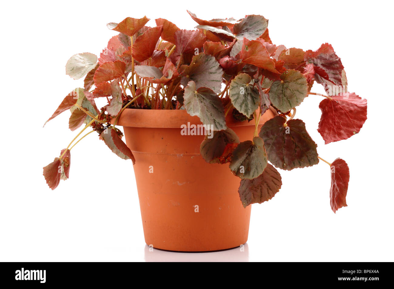 A pot plant isolated in white background Stock Photo - Alamy
