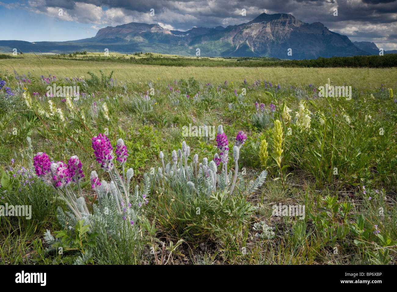 Flowery prairie grassland, with Showy Locoweed, yellow Paintbrush etc, Waterton Lakes National Park, Canada Stock Photo
