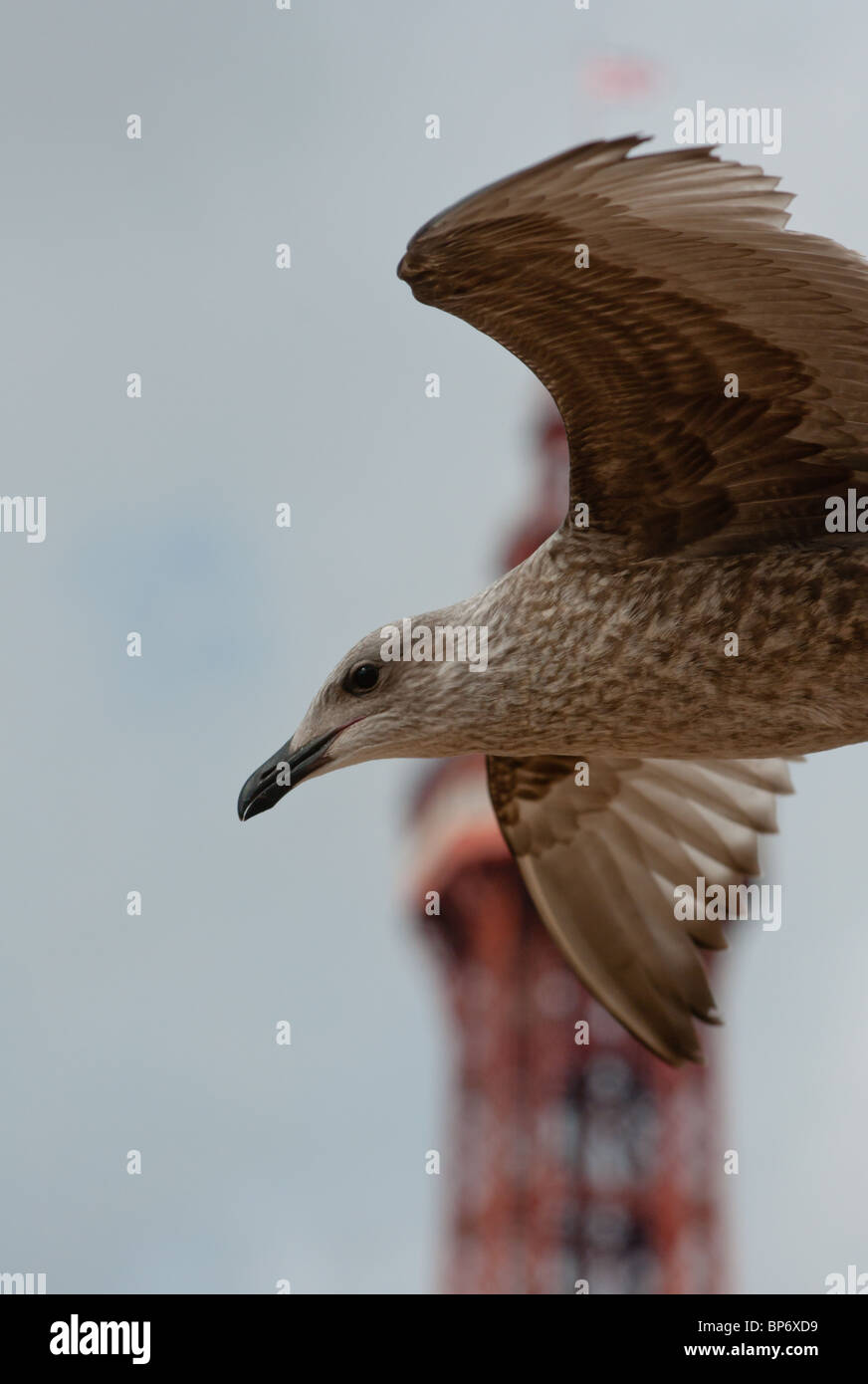 Seagull in mid flight with Blackpool tower in the background. Stock Photo