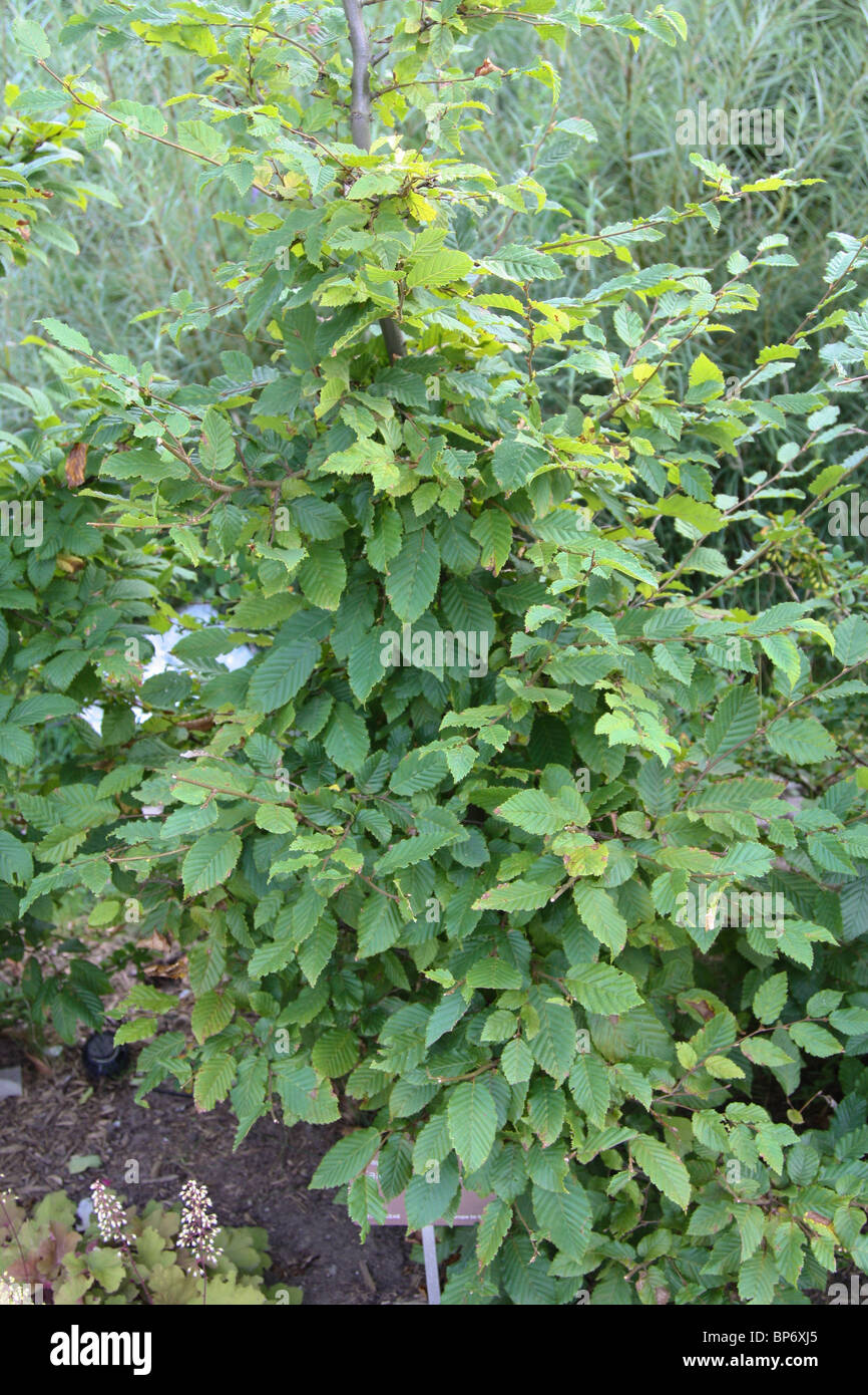 european hornbeam carpinus betulus betulacea Stock Photo