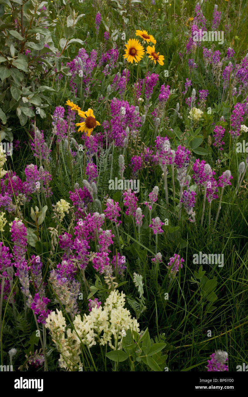 flowery mid-altitude prairie grassland, with Showy locoweed, Gaillardia and Mountain Locoweed, Bow Valley, Alberta Stock Photo