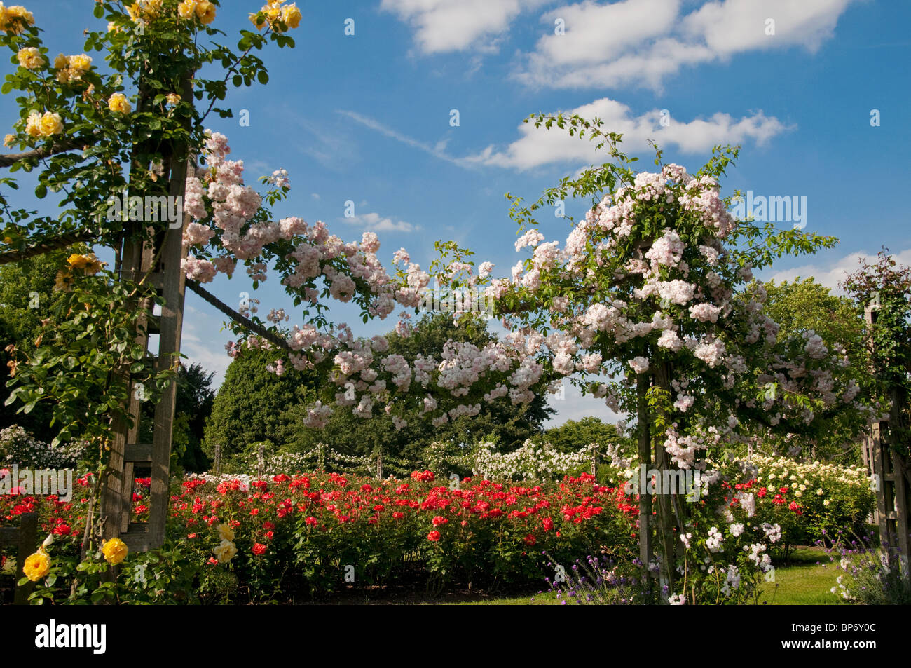 London. Regents Park, Queen Mary's Gardens, Roses. Stock Photo