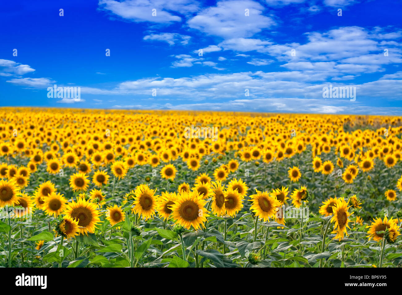 Beautiful sunflower field on a clear sunny day Stock Photo - Alamy