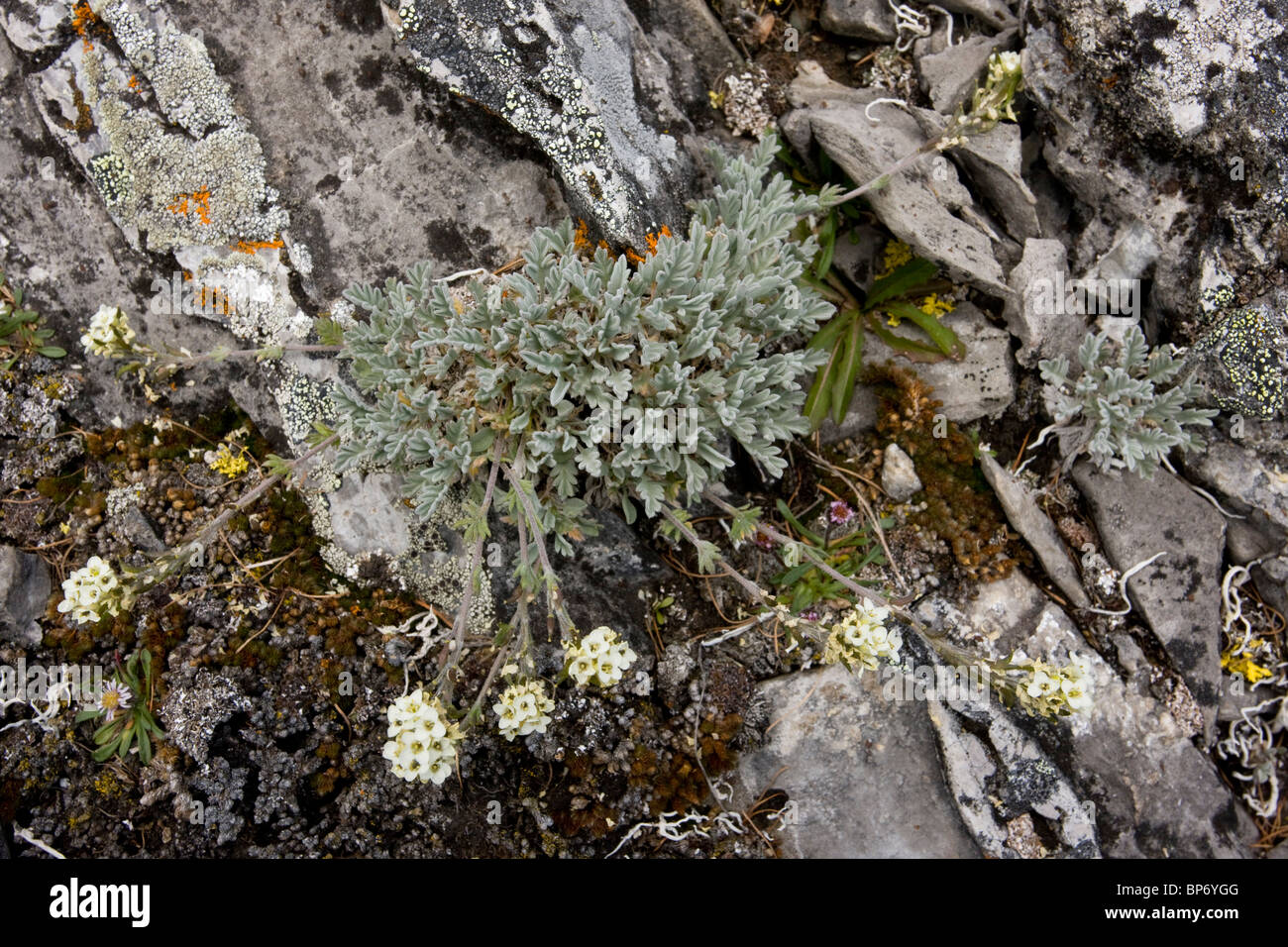 Alpine Smelowskia in high tundra, Rockies, Canada Stock Photo