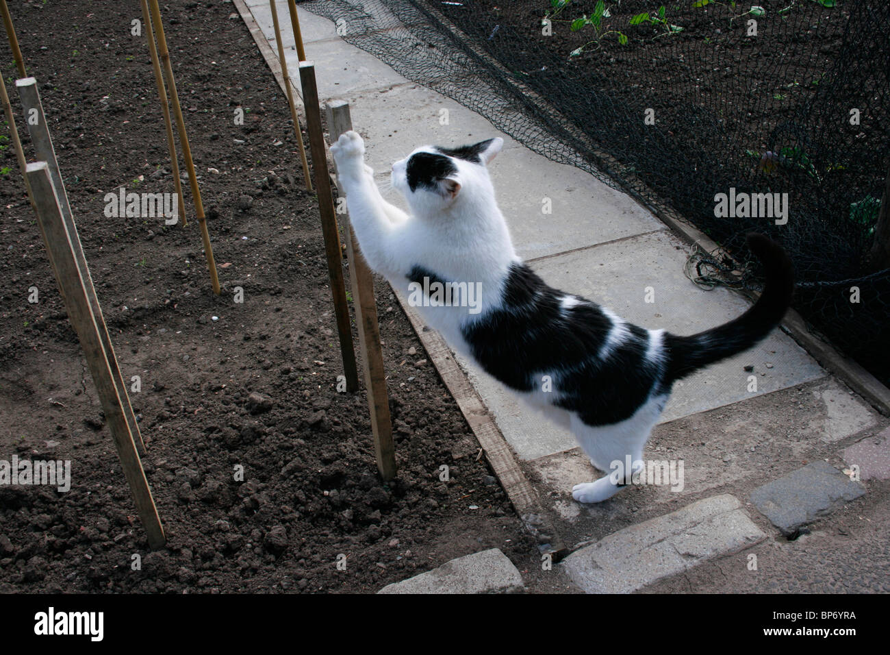 black cat scratch post