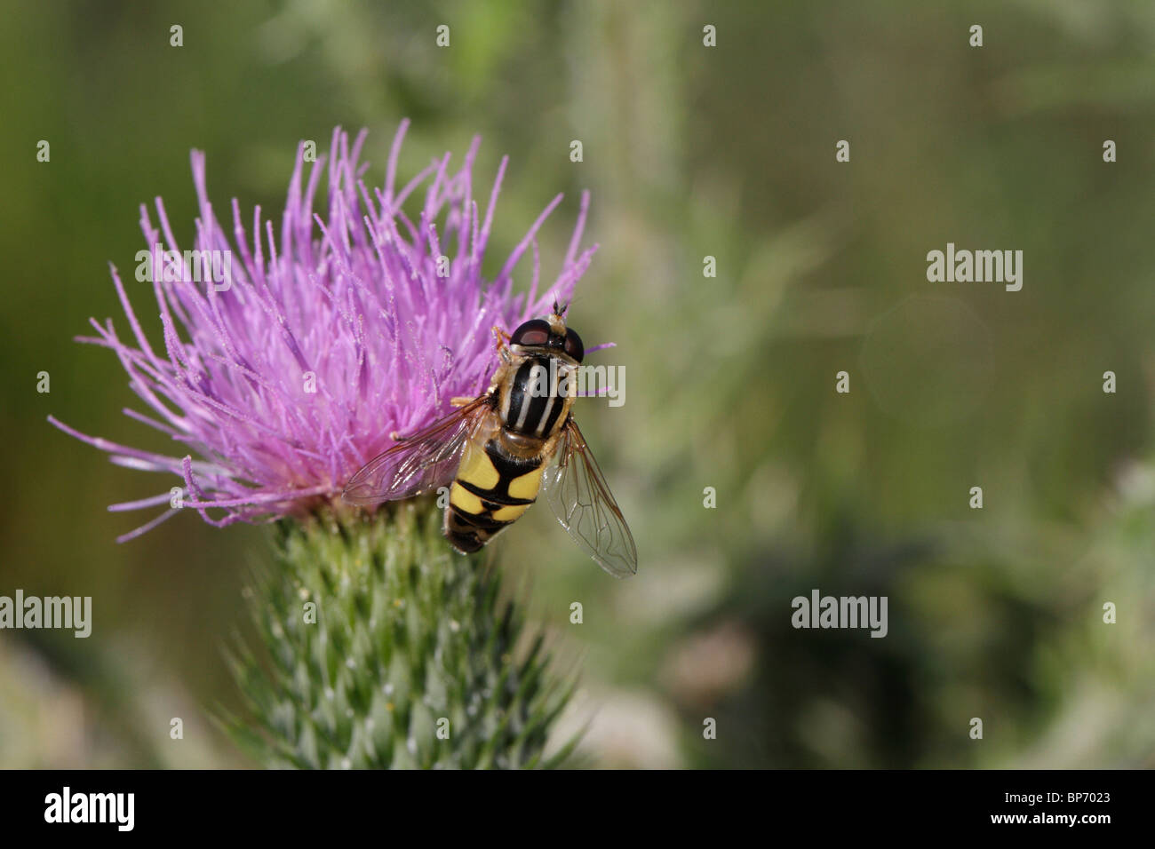 Helophilus trivittatus, a hover fly, on a thistle Stock Photo