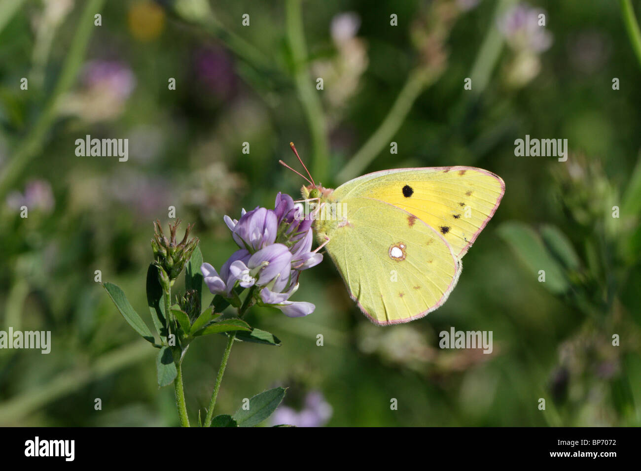 Colias croceus, the Clouded Yellow butterfly, feeding on alfalfa Stock Photo