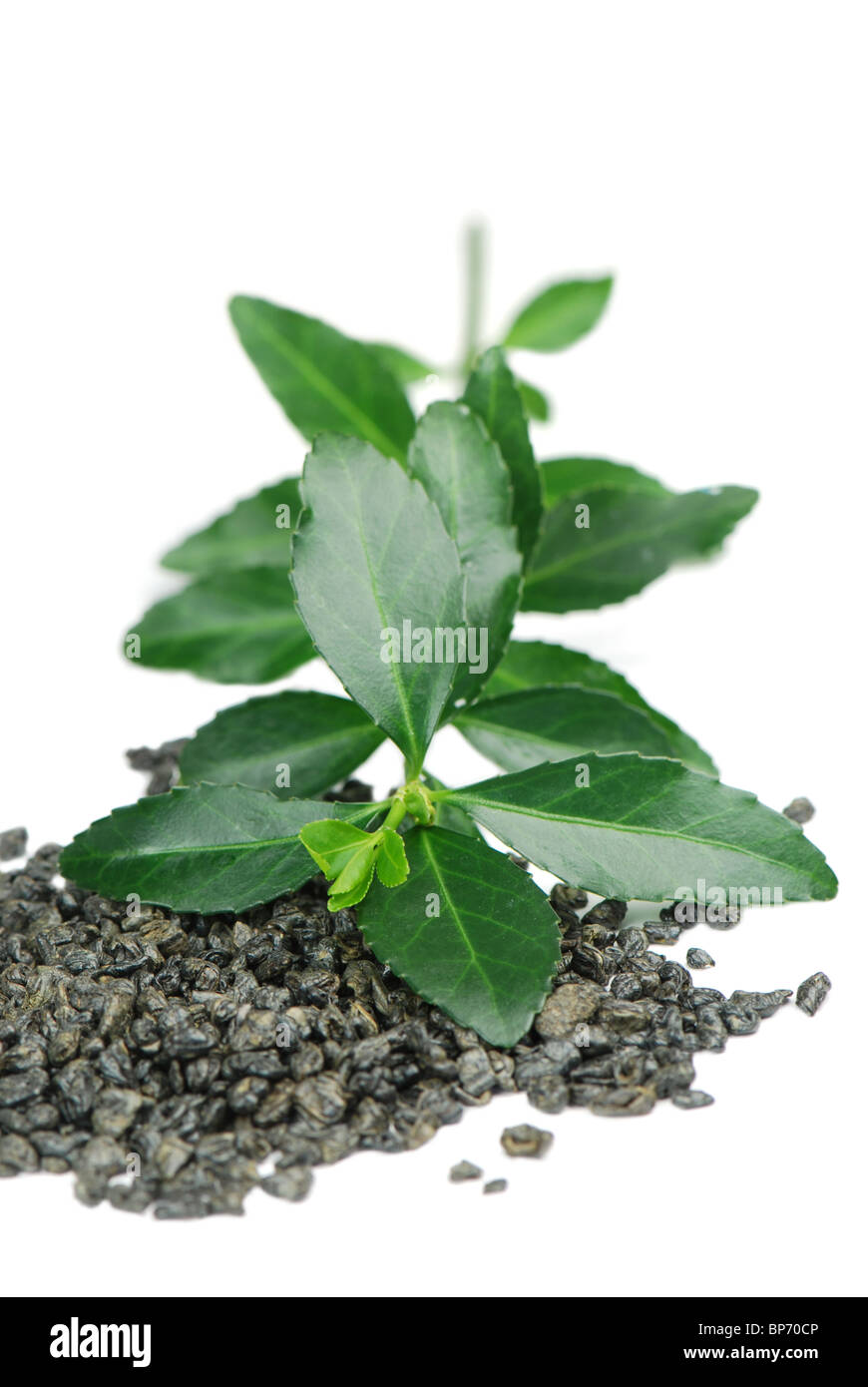 Green tea leaves Stock Photo