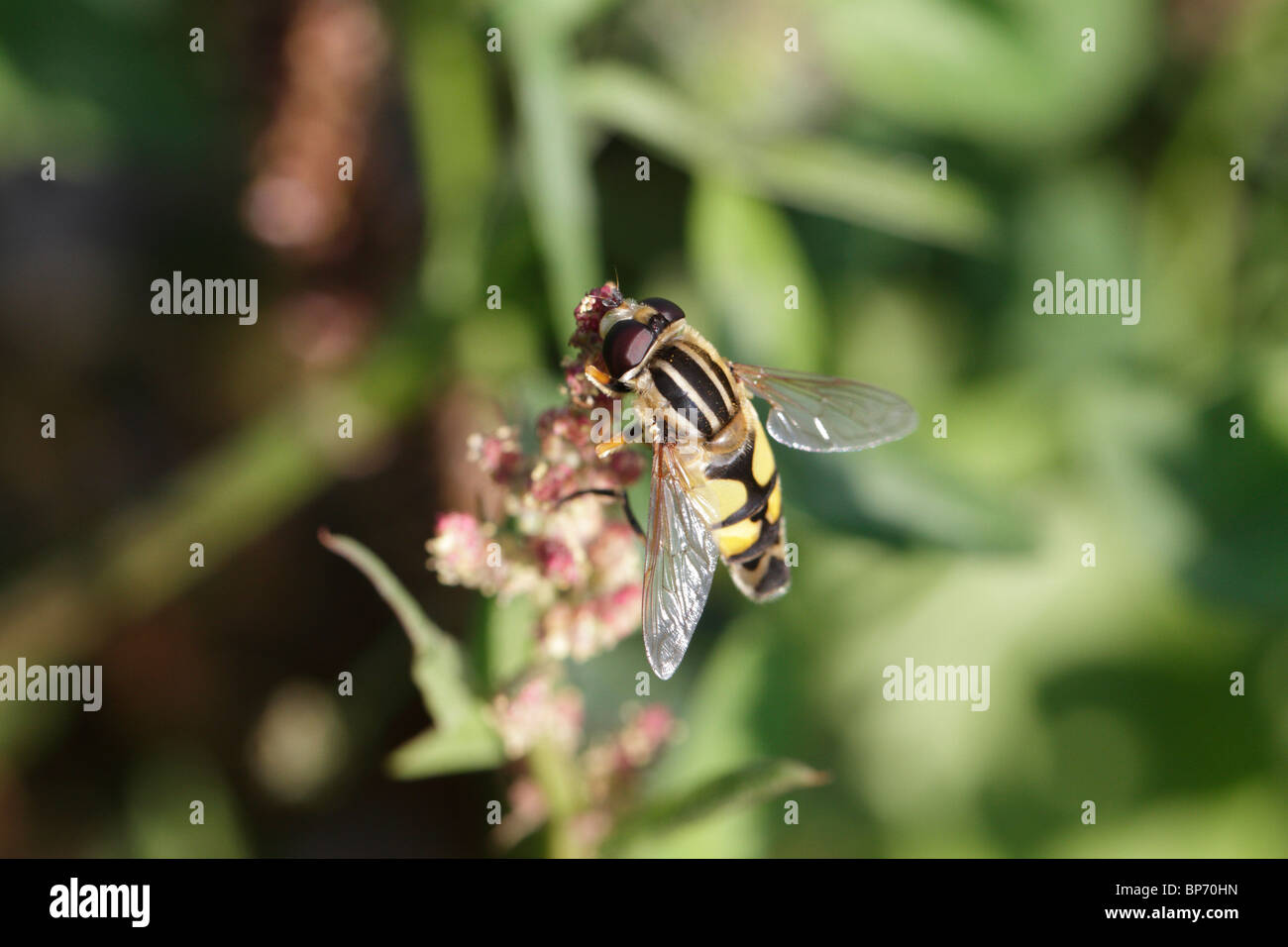 Helophilus trivittatus, a hover fly Stock Photo