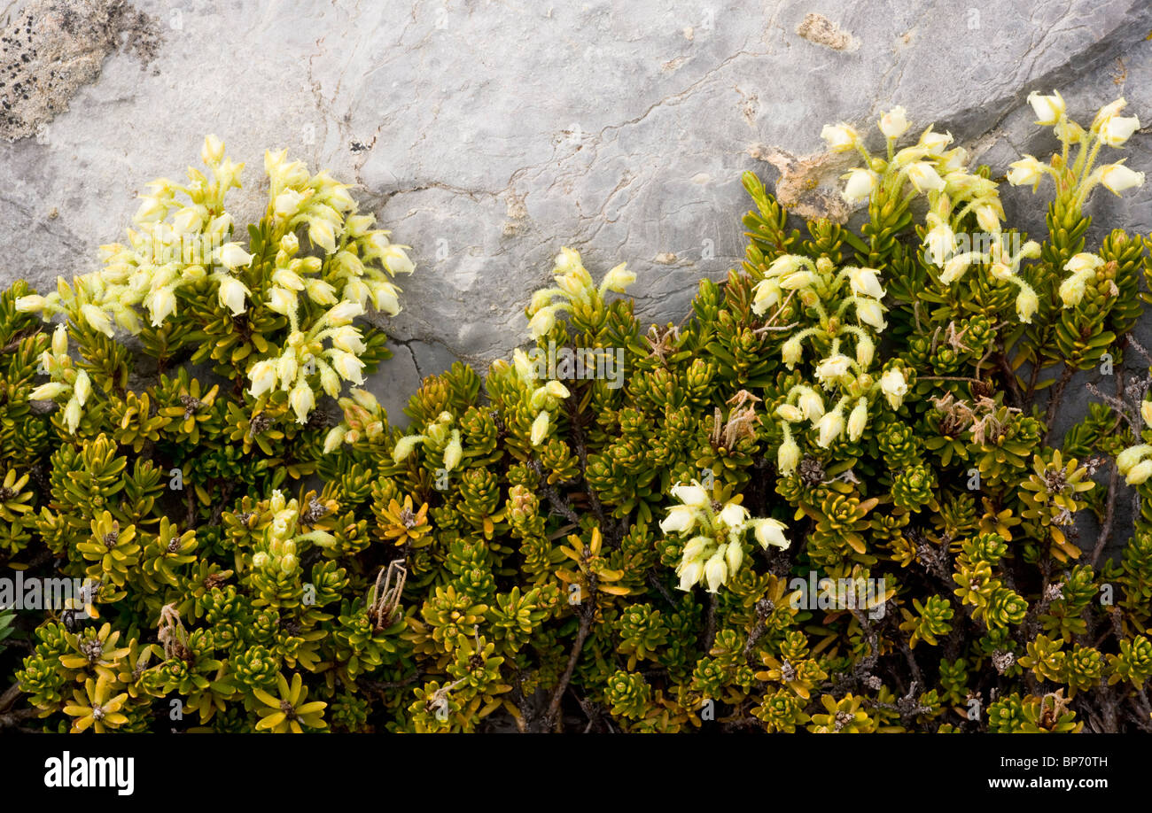 Yellow mountain-heather, Phyllodoce glanduliflora, Canada Stock Photo