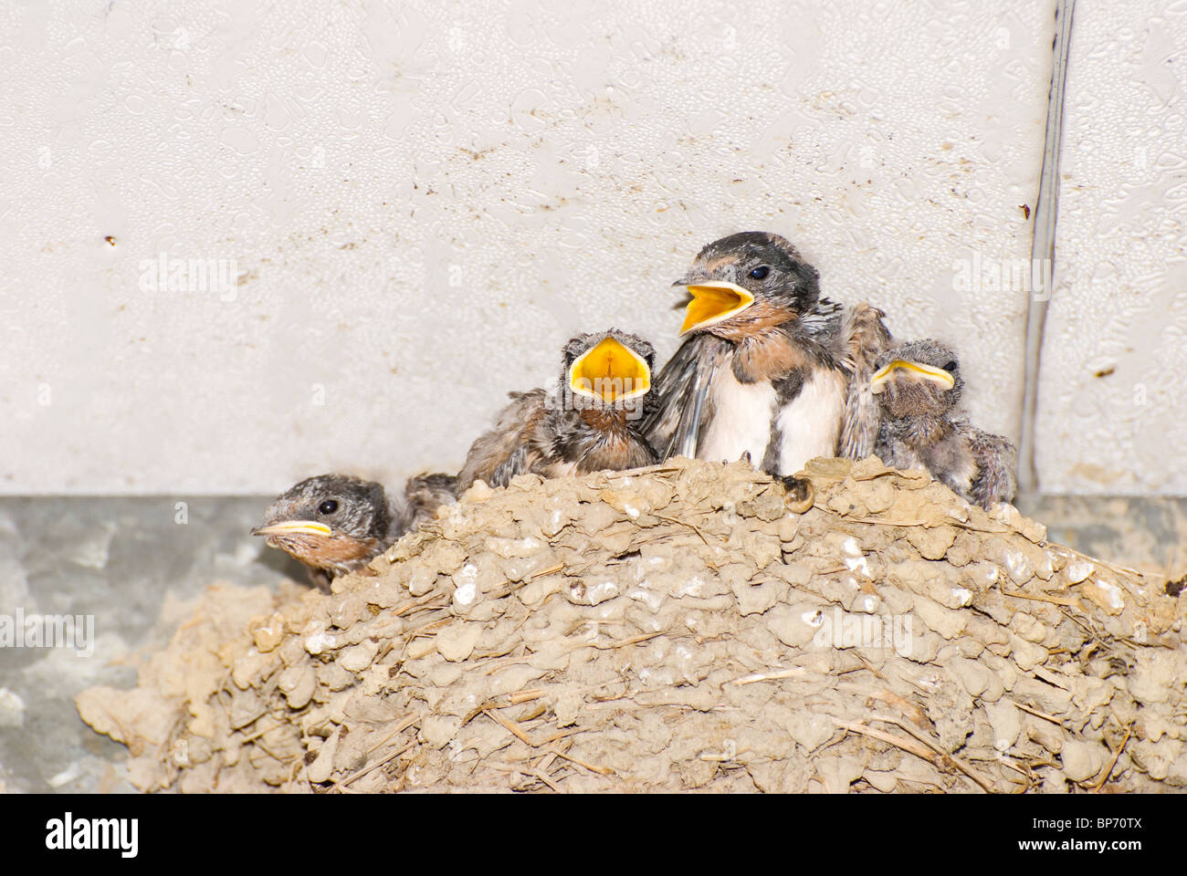 Babies waiting for mother, Pacific Swallow (Hirundo tahitica) construct nest under eave. Taiwan, Asia. Stock Photo