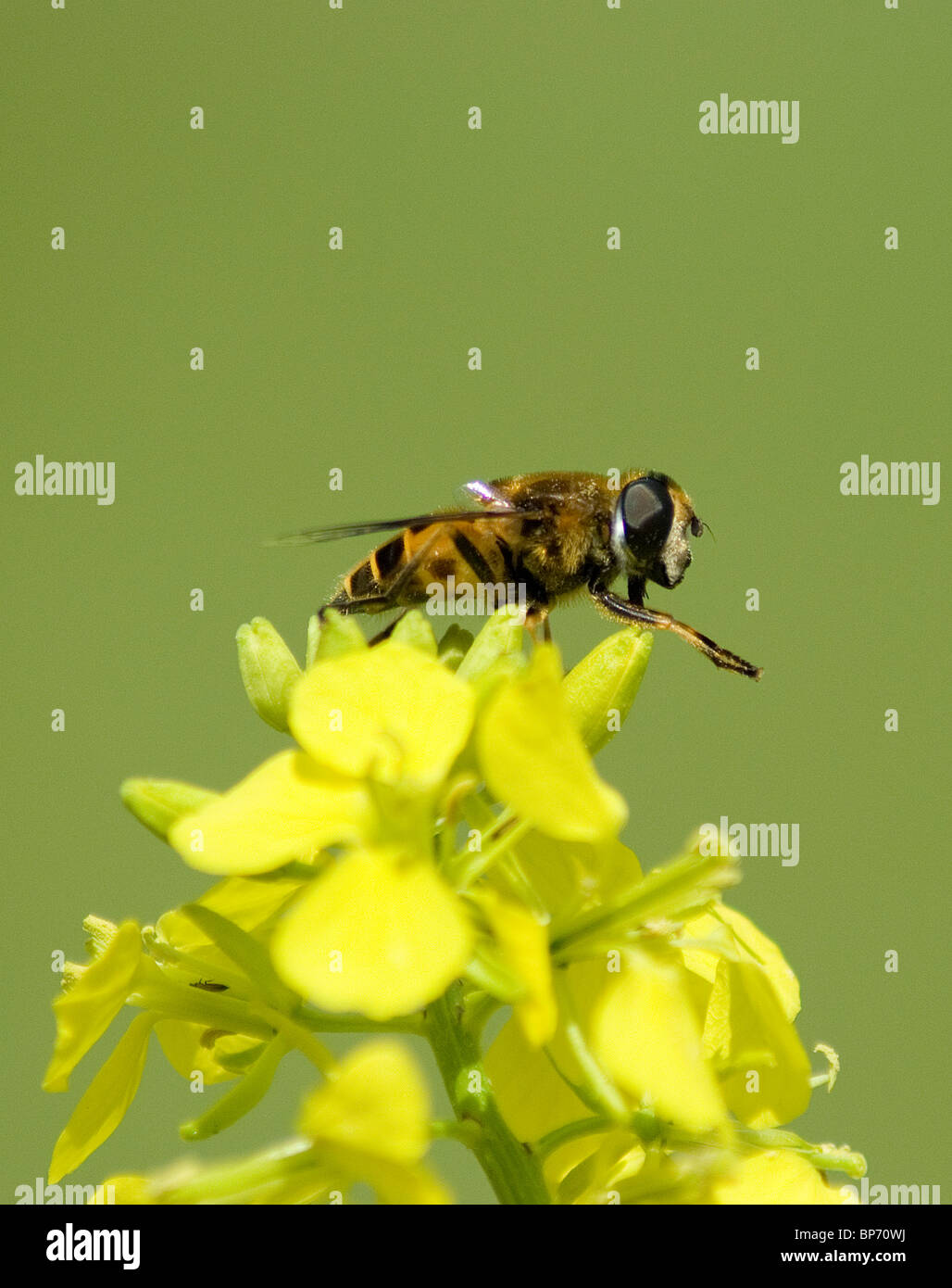 Hoverfly on black mustard flower Stock Photo