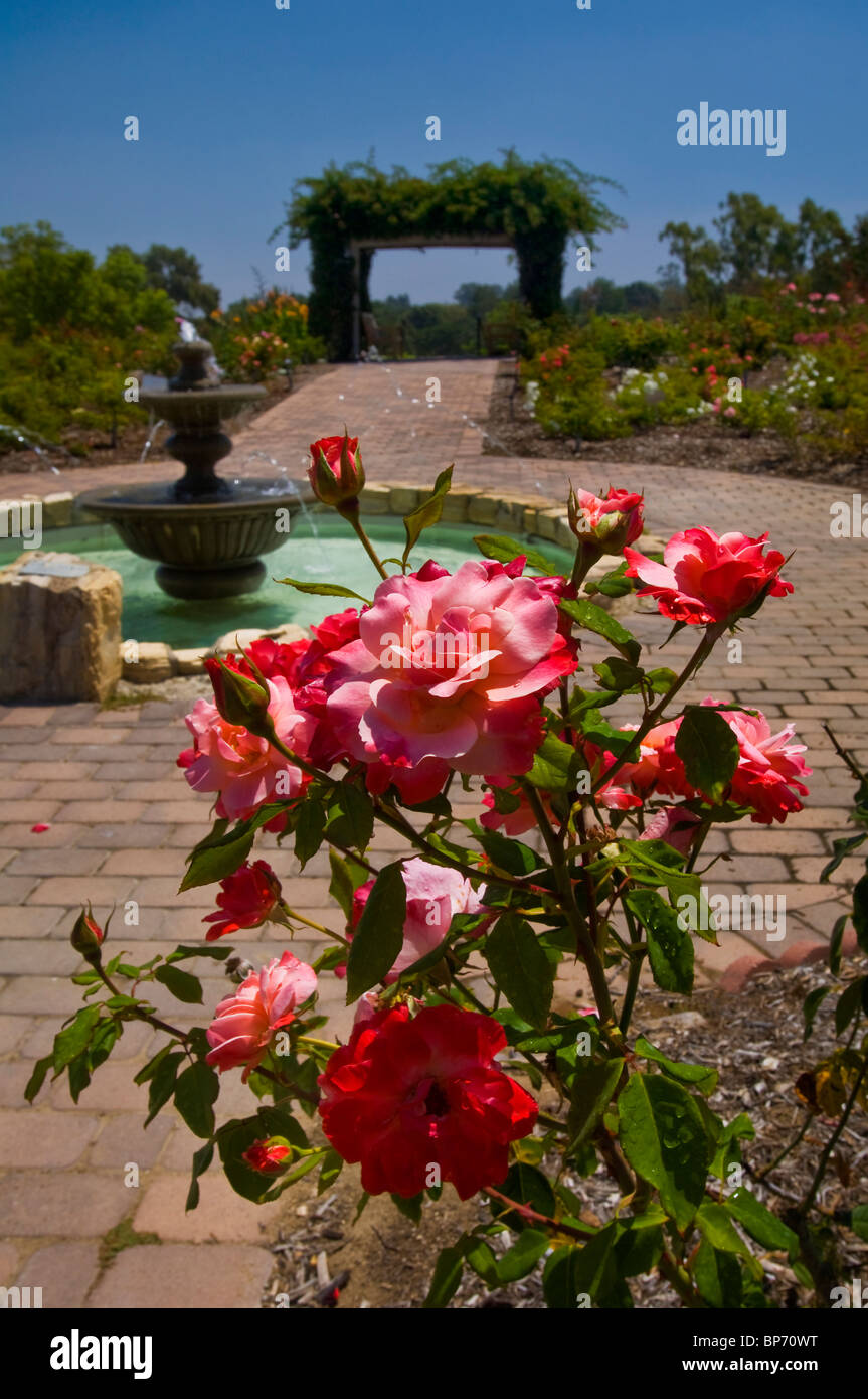 Red Rose Garden Flowers In Bloom In Front Of Water Fountain South