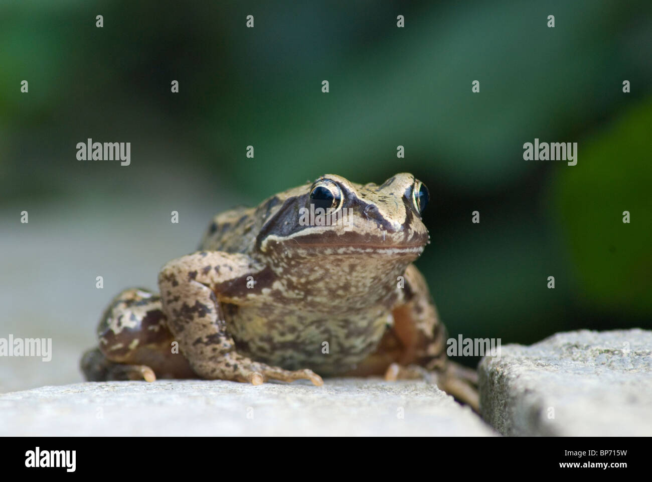 Common frog Stock Photo